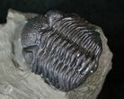 Detailed Eldredgeops Trilobite - New York #14039-1